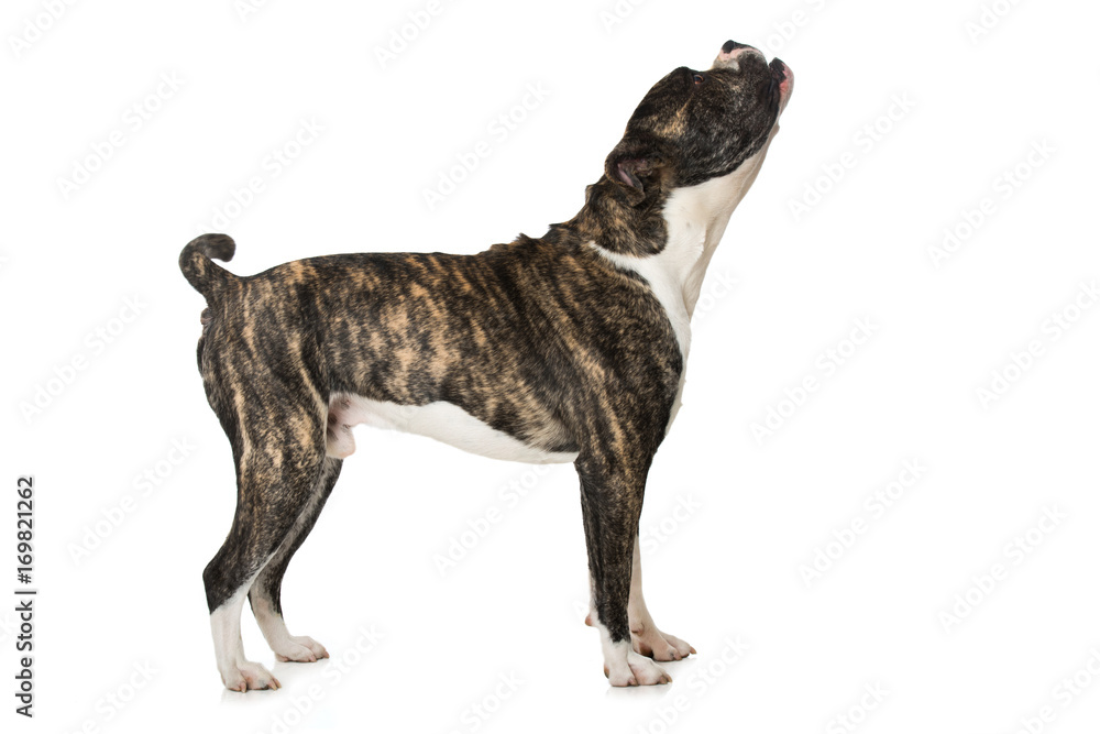 Bellender Hund Stock Photo | Adobe Stock