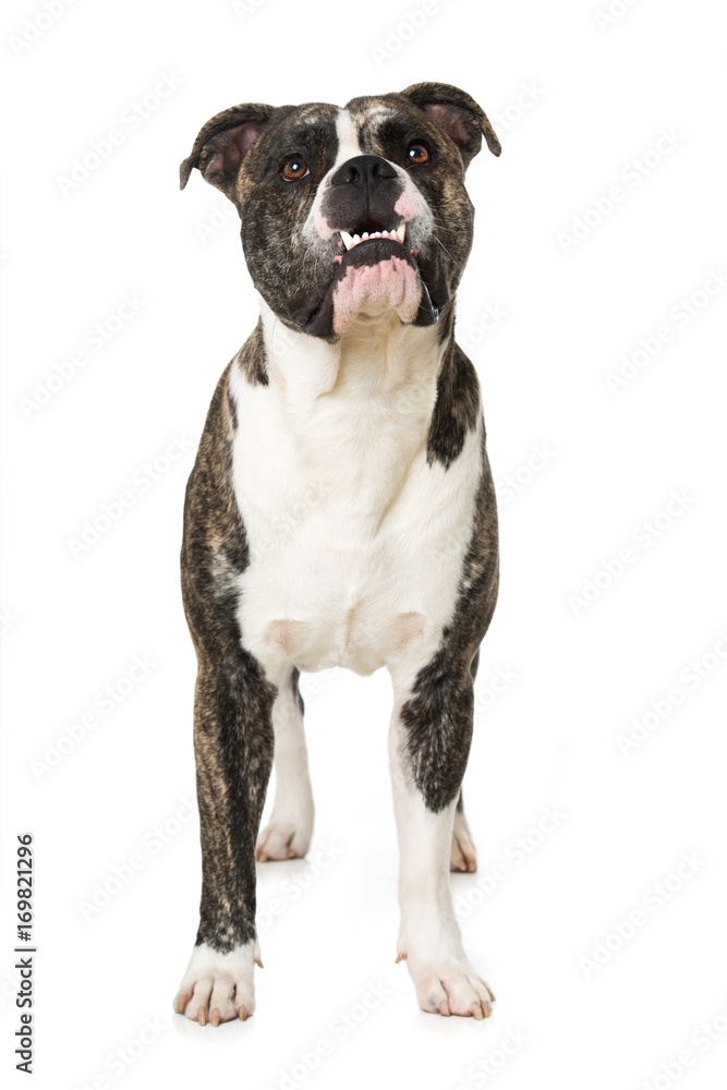 Old English Bulldog zeigt Zähne
