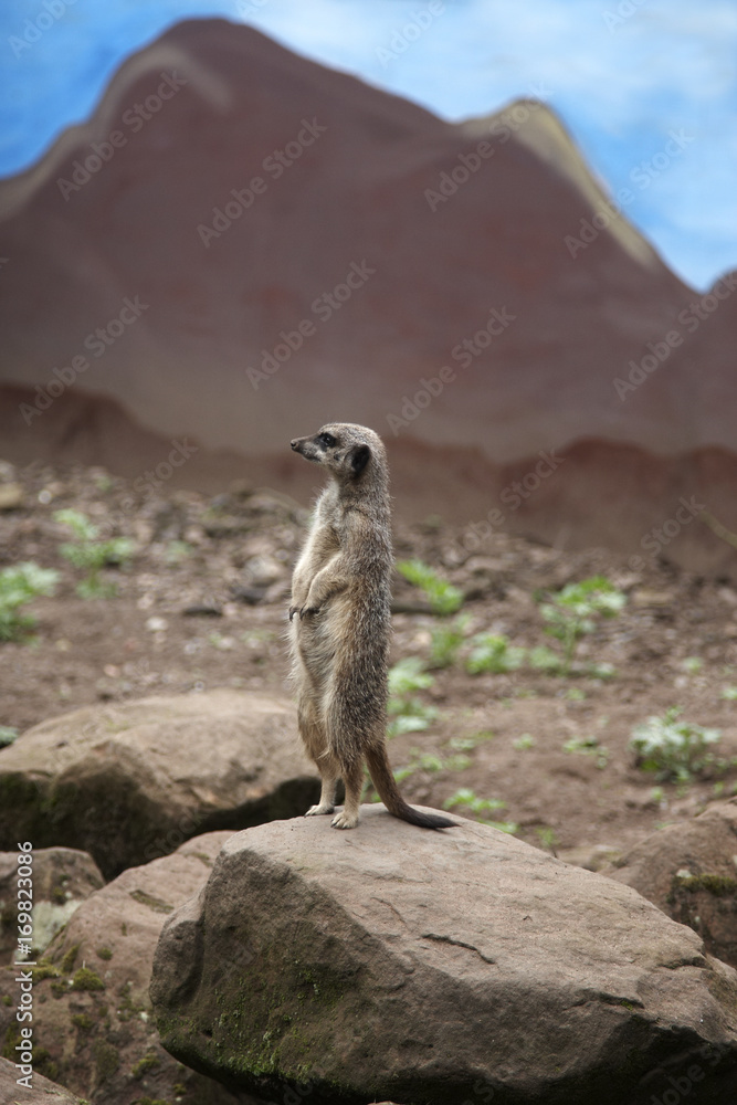 Fototapeta premium Meerkat