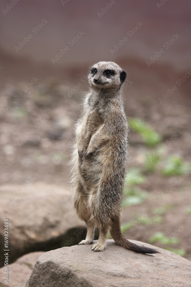 Meerkat Meerkat