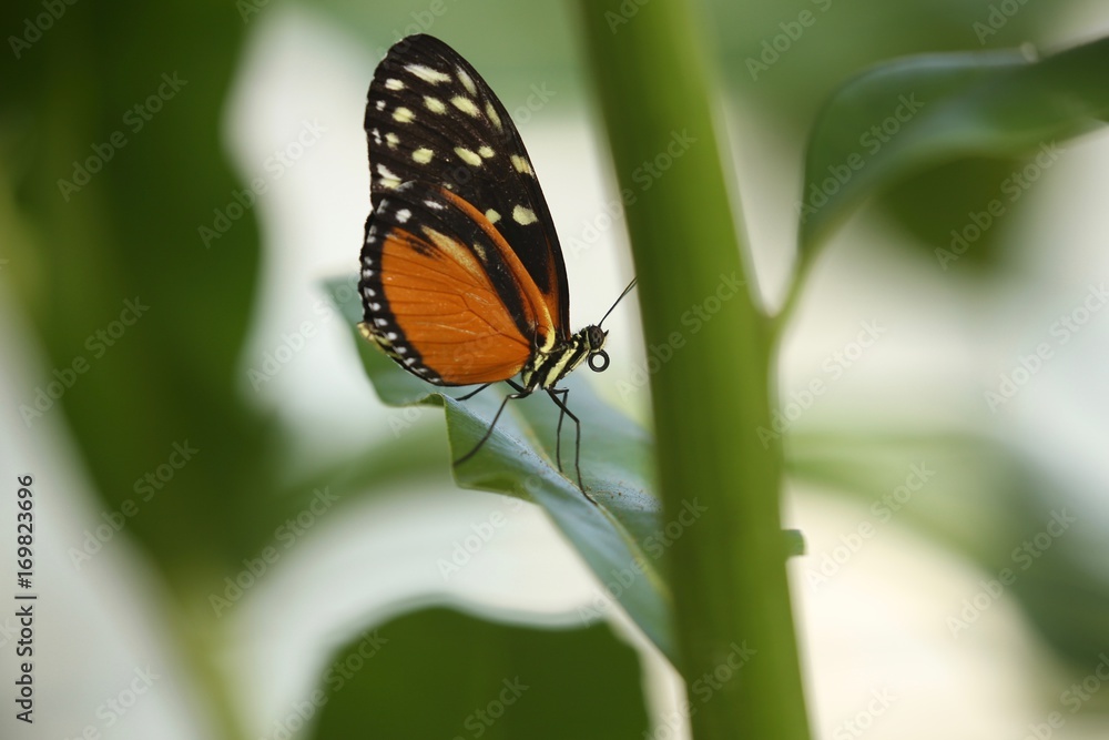 Obraz premium Schmetterling02