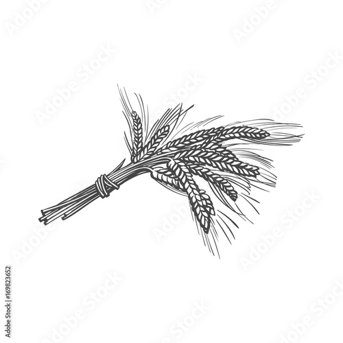vector sketch wheat ears bunch. Detailed hand drawn bread cereal crop isolated illustration on a white background. Flour pastry products, bakery banner, poster design object