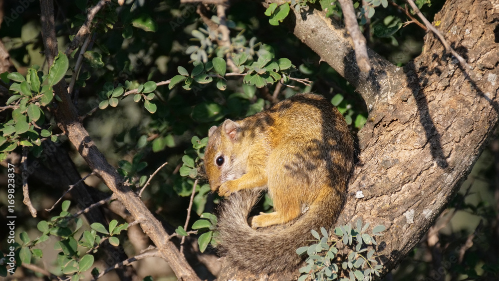 African bush squirrel in a tree African bush squirrel in a tree