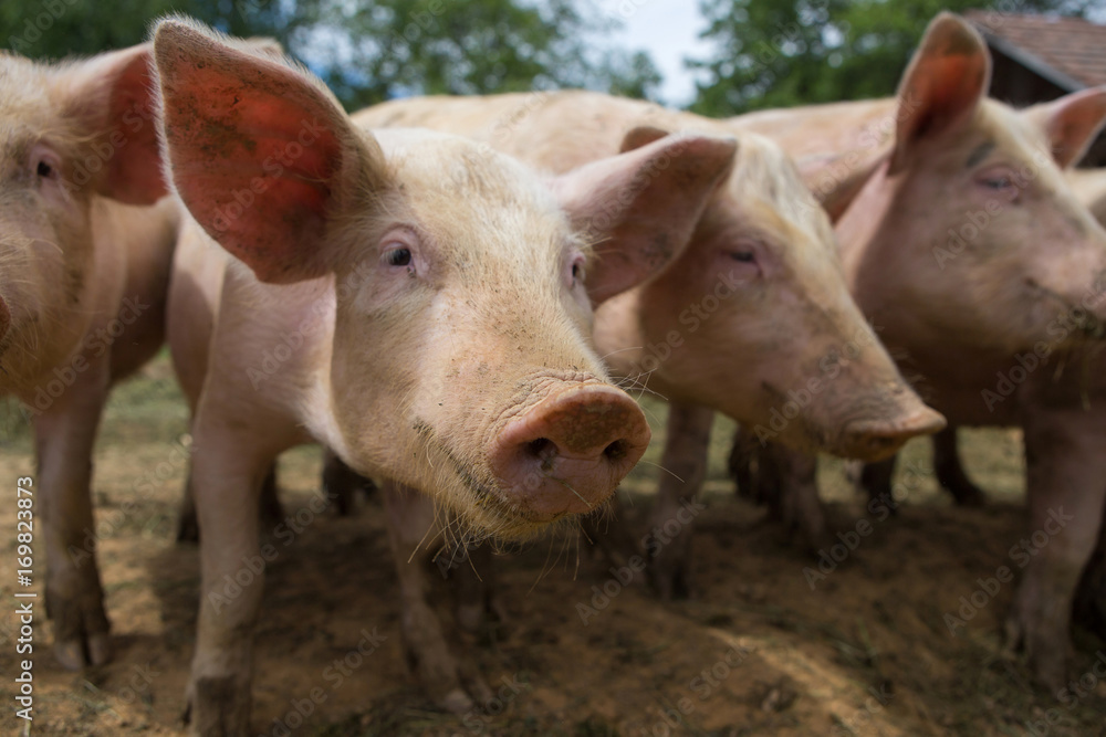 Pigs in mud at pig breeding farm Pigs in mud at pig breeding farm