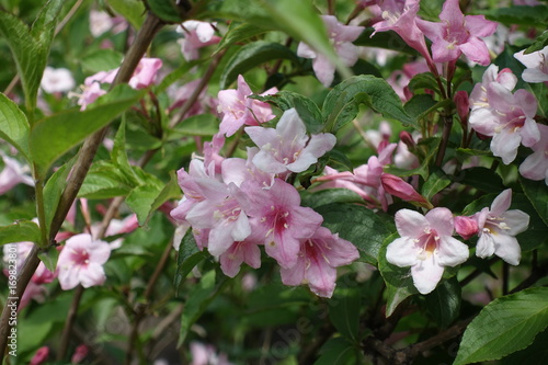 Tender pink flowers of weigela in late spring
