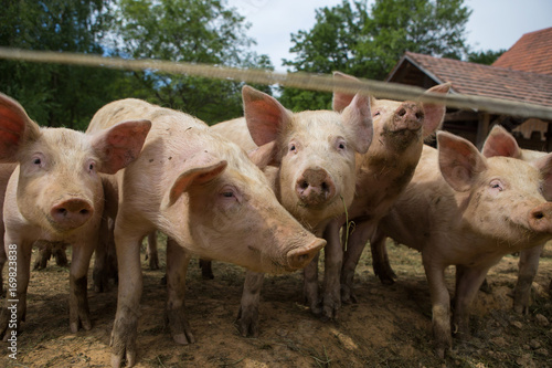 Pigs in mud at pig breeding farm © timestudia
