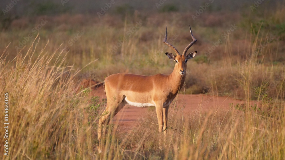 Impala at the savanna of Waterberg Impala at the savanna of Waterberg