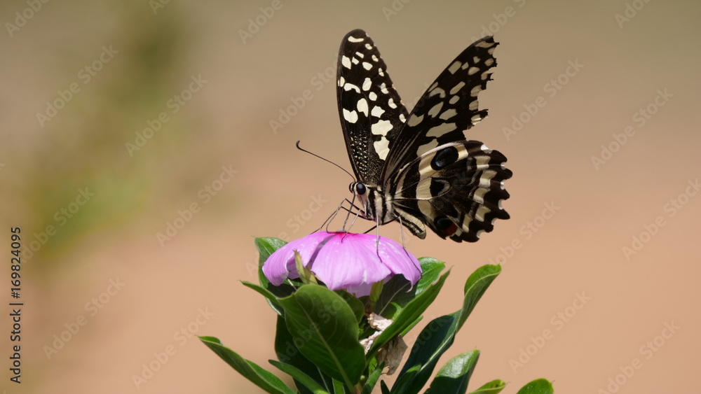 Obraz premium Citrus Swallowtail Butterfly