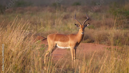 Impala at the savanna of Waterberg