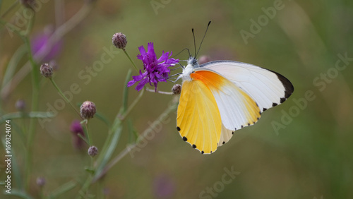 A Common Dotted Border butterfly photo