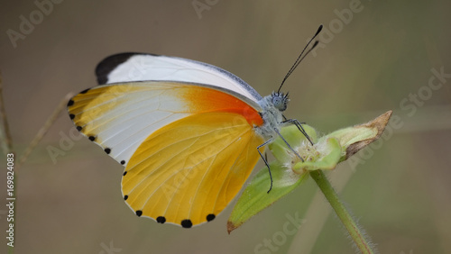 A Common Dotted Border butterfly photo