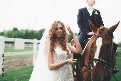Bride and groom in forest with horses. Wedding couple. Beautiful portrait in nature