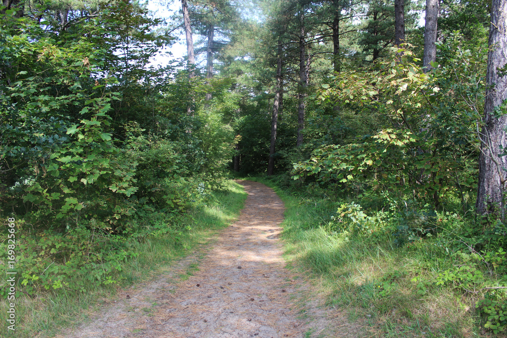 Forest path, Noordhollands Duinreservaat Forest path, Noordhollands Duinreservaat