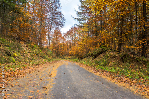 Landscape of autumn forest, country road in nature, landscape