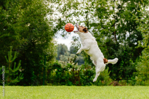 Fototapeta Naklejka Na Ścianę i Meble -  Dog jumping high to catch basketball ball