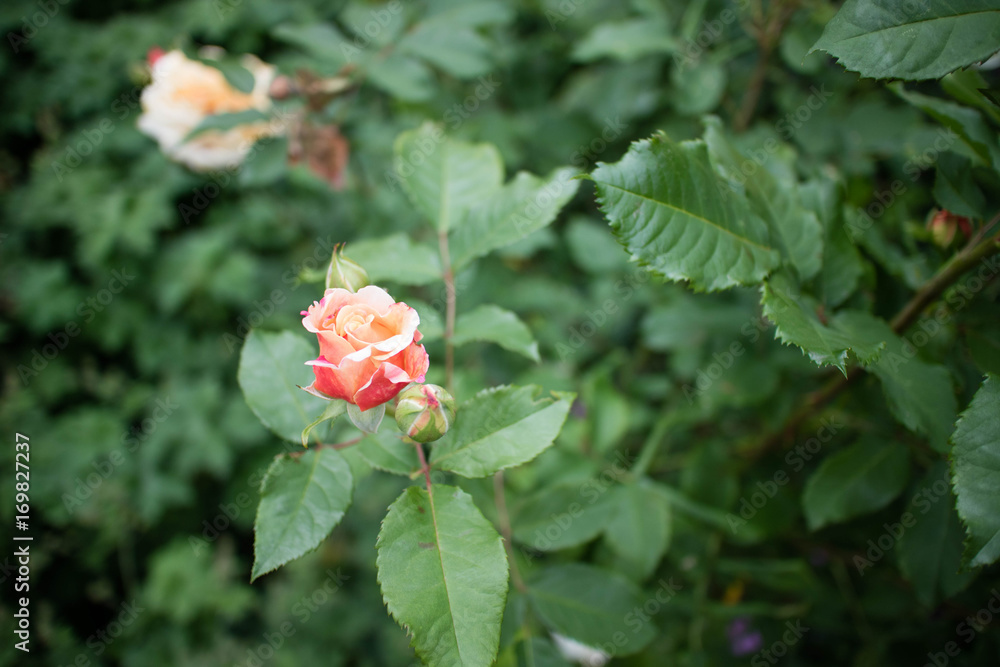 Rose Rose
