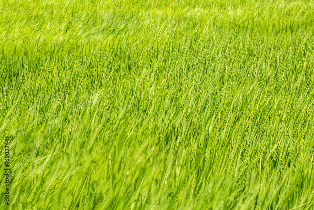 風になびく稲 風になびく稲