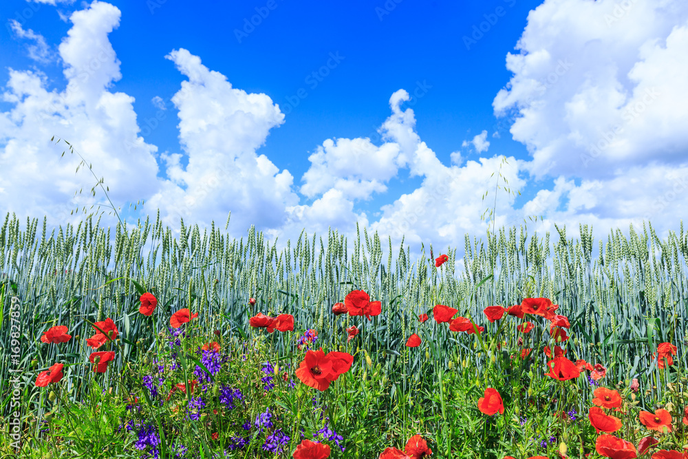 Green wheat in the field. Blue sky with cumulus clouds. Magic summertime landscape. The flowers of the June poppies around the field. Concept theme: Agriculture. Nature. Climate. Ecology.