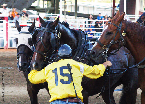 Chuckwagon outrider with horses before a race
