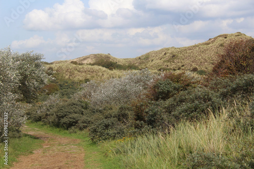 Wallpaper Mural dunes landscape, Noordhollands Duinreservaat Torontodigital.ca