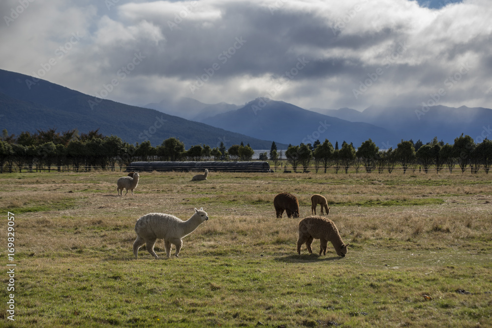 Naklejka premium Alpaca against grass land and mountain on background