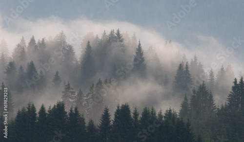 nebel steigt aus nadelwald © lotharnahler