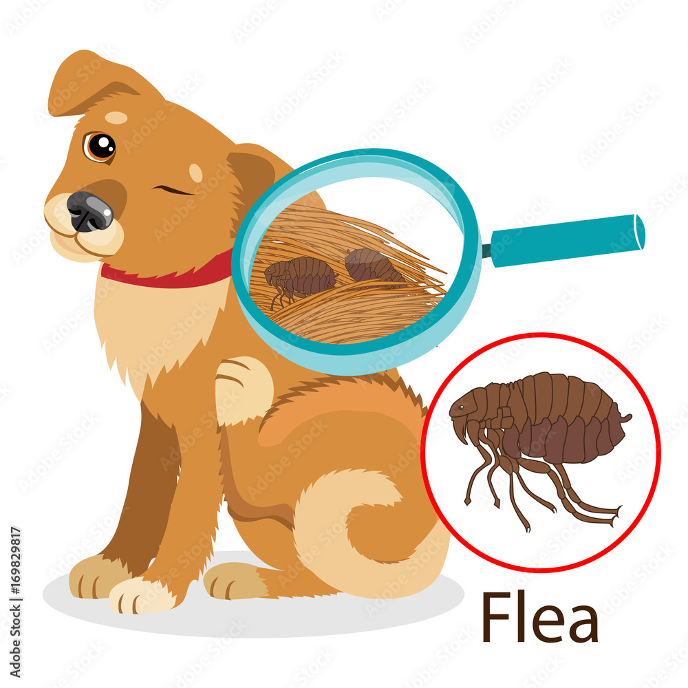 Dog Parasite. Pet Flea Treatment. Flea In The Fur As A Close Up