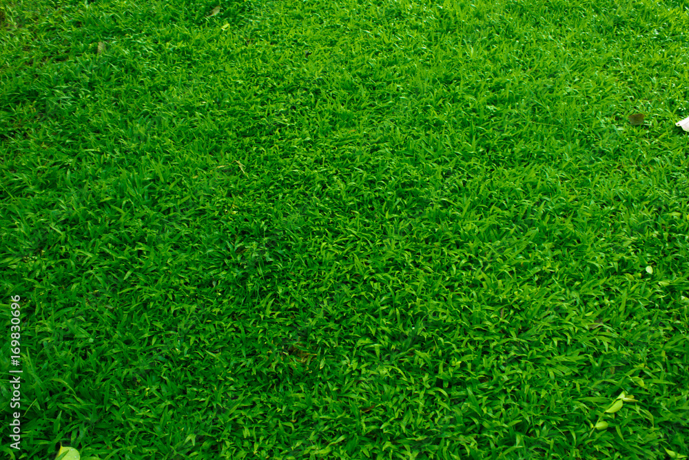 Fresh spring green grass texture for background Fresh spring green grass texture for background