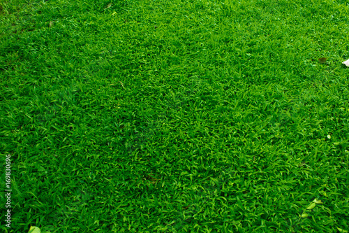 Fresh spring green grass texture for background 