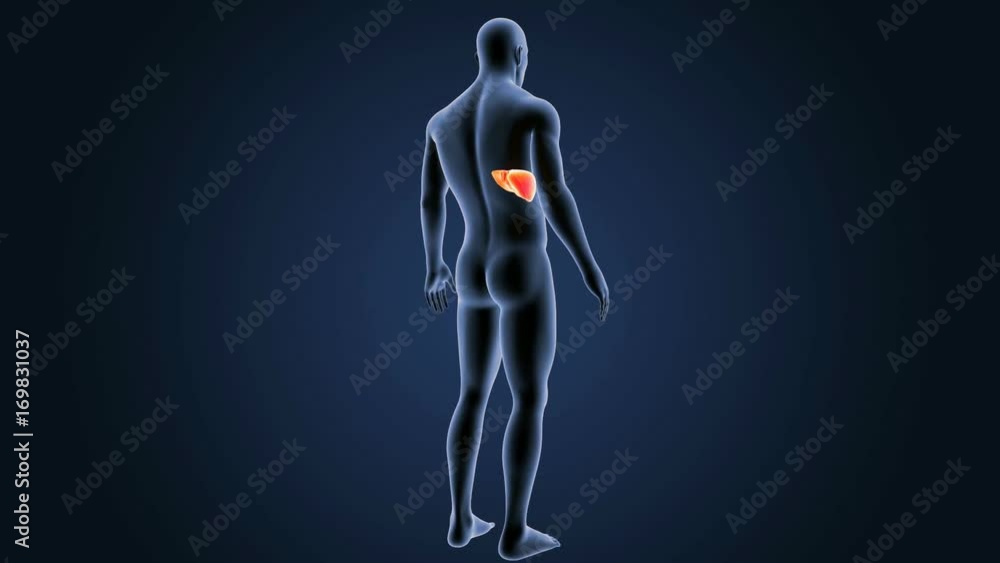 Liver with Body Liver with Body
