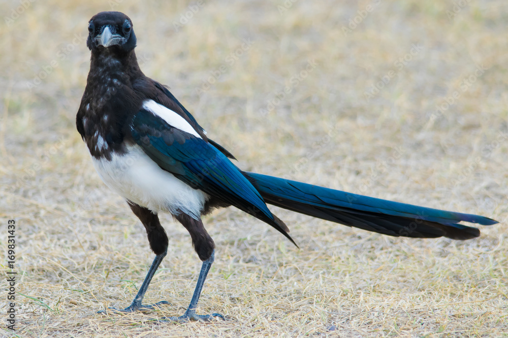 Obraz premium Magpie 4