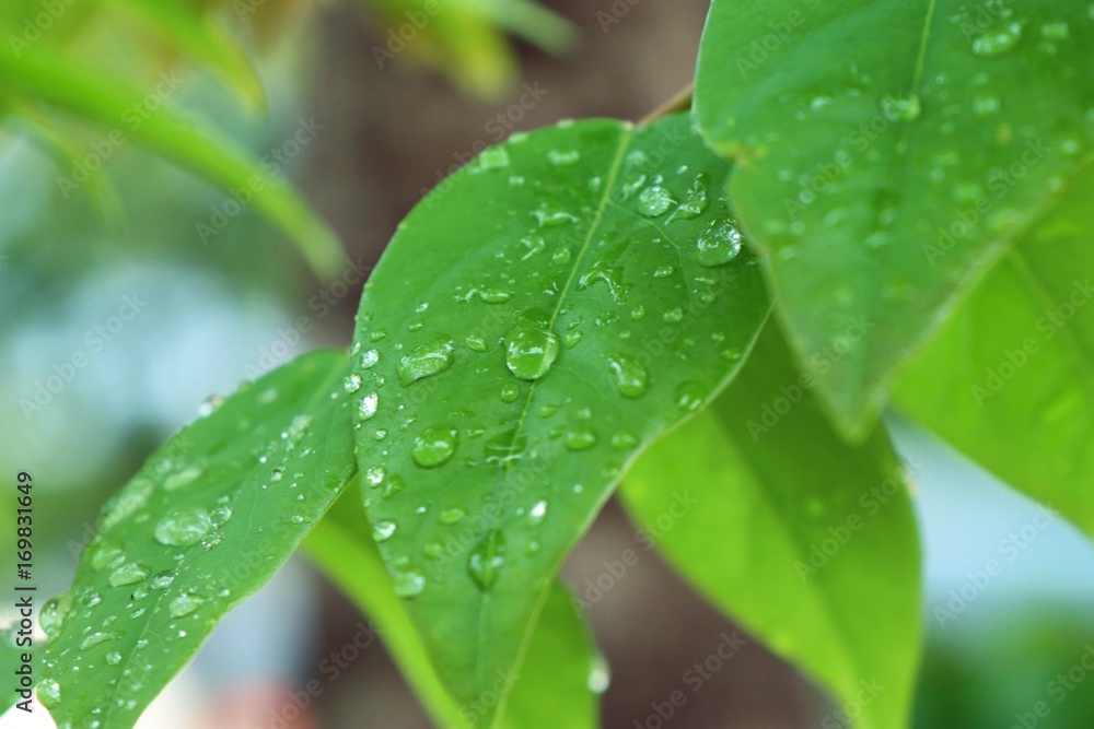 Fototapeta premium Drops on the leaves