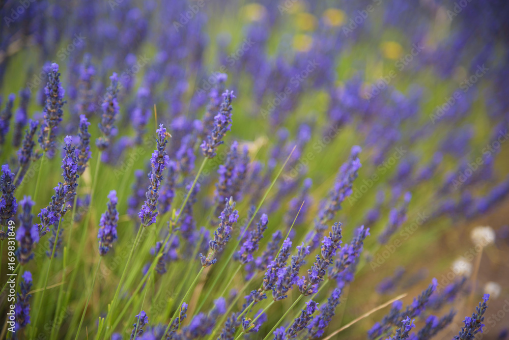 Blossoming of lavander flowers on the field ,closer view2 Blossoming of lavander flowers on the field ,closer view2