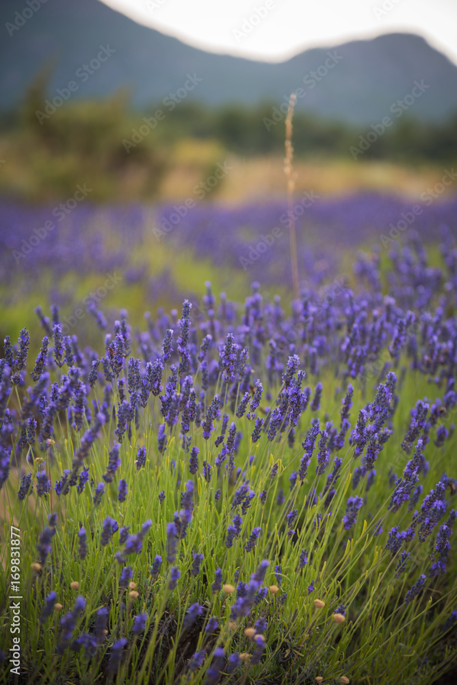 Naklejka premium Landscape with blossoming of lavander flowers on the field