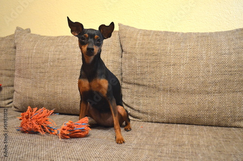 German miniature dwarf pinscher pet dog on a sofa with its favourite toy
 photo