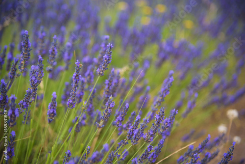 Blossoming of lavander flowers on the field ,closer view2