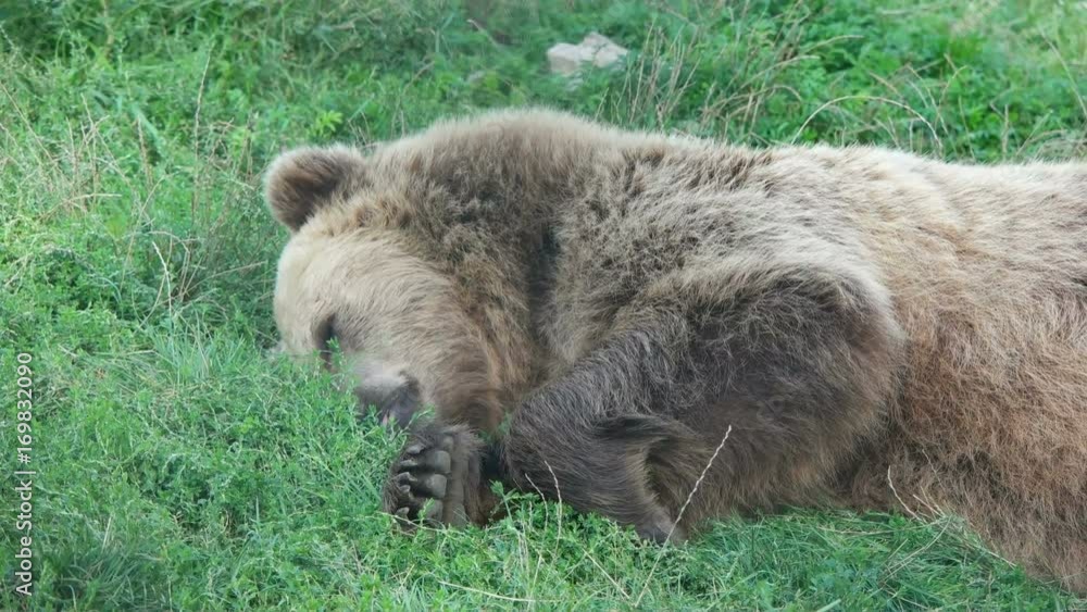 funny brown bear lying on green grass
funny brown bear lying on green grass