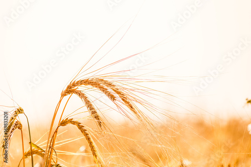 Wheat field. Background of ripening ears of meadow wheat field.