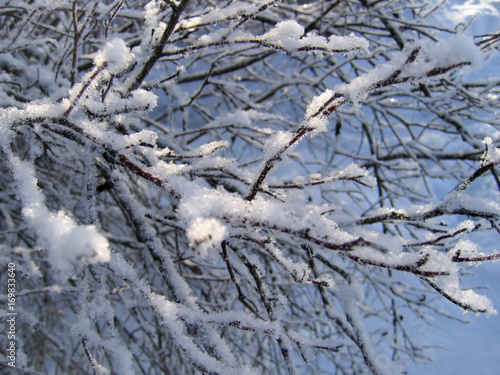 winter branch © Dinadesign