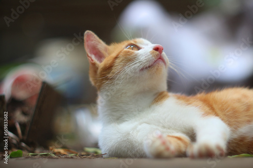 Fototapeta Naklejka Na Ścianę i Meble -  An adorable brown cat lying outdoor.