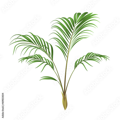 Palm decoration house plant vintage vector illustration editable hand drawn
