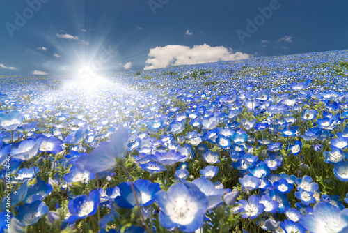 Nemophila, flower field and strong sun shining ray of light at Hitachi Seaside Park in spring, Japan, selected focus on foregournd