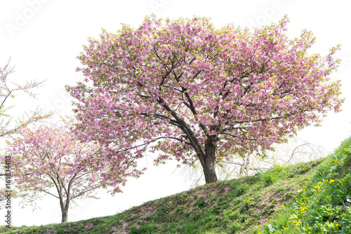 Fototapeta Naklejka Na Ścianę i Meble -  blossoming pink Sakura or Cherry blossom tree