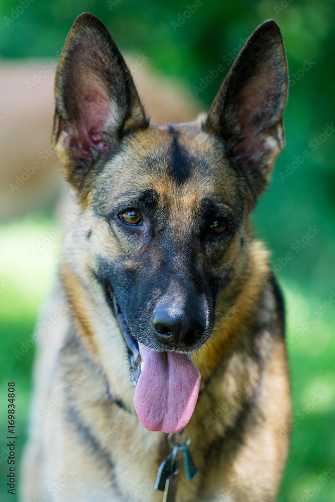German Tongue German Tongue