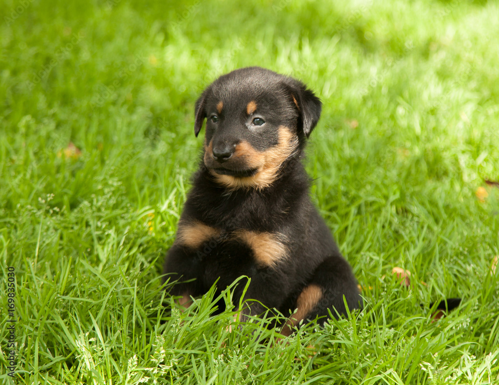 Fototapeta premium beauceron puppy