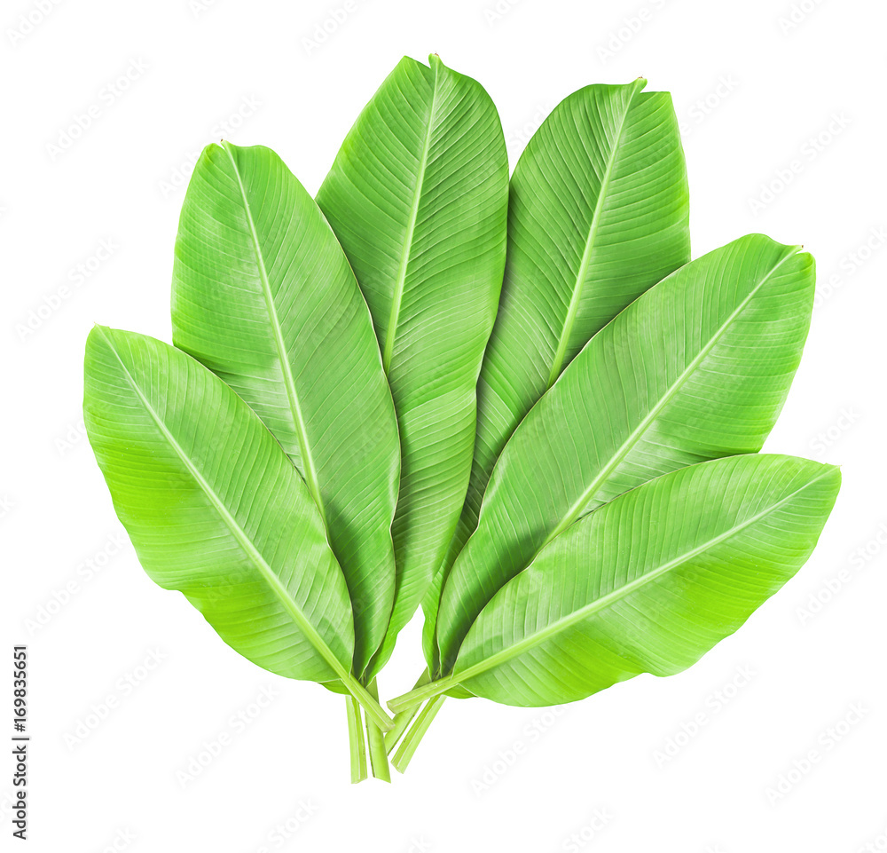 Obraz premium Banana leaves isolated over white