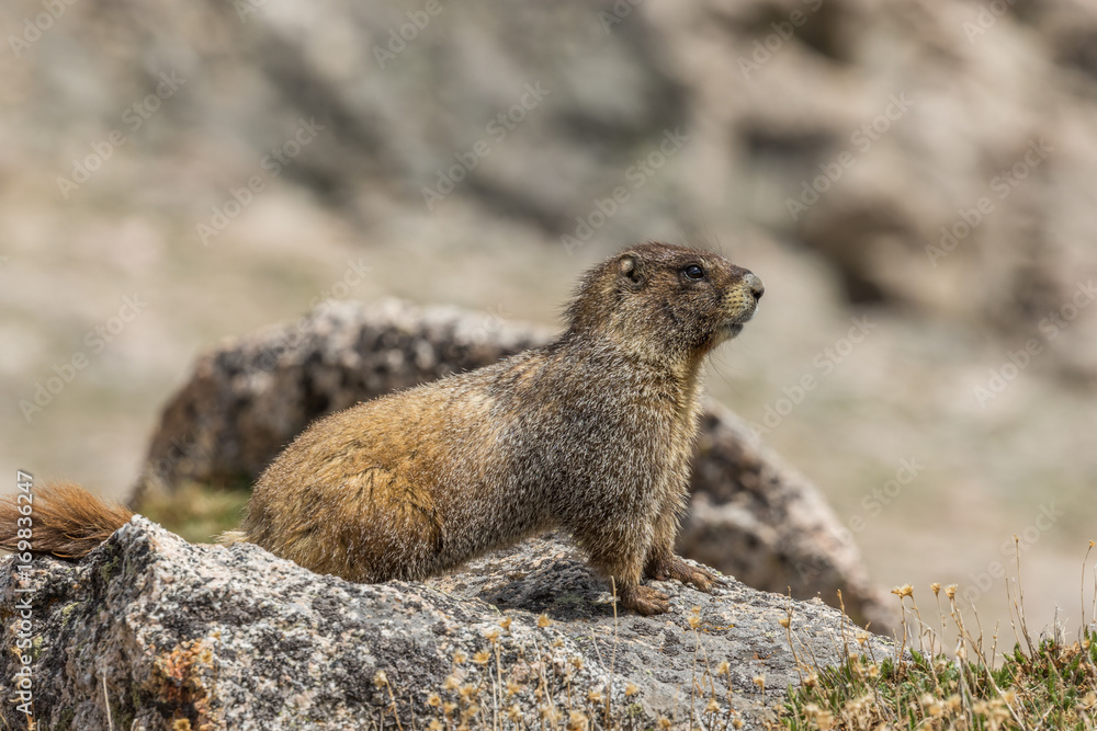 Fototapeta premium Yellow-bellied Marmot on Rock