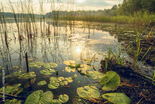 Forest lake with water lilies. a great place to relax in nature.
