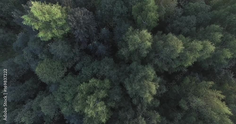 Moscow oblast, Russia. The tops of the green trees in the forest. The camera falls down. The wind rustling the branches of the mighty trees. Moscow oblast, Russia. The tops of the green trees in the forest. The camera falls down. The wind rustling the branches of the mighty trees.