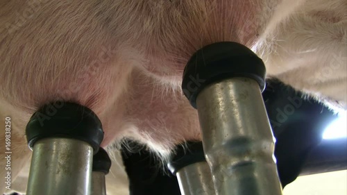 Cows milking at ranch photo